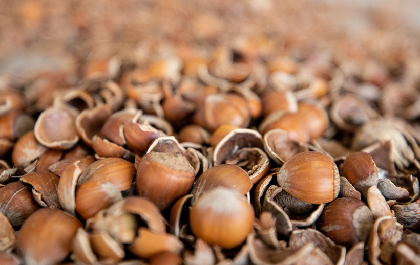 Atıktan stratejik ürüne: Fındık kabuğu ham maddeye dönüştürüldü - Resim: 9