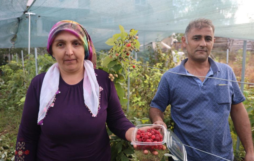 İlk kez yetiştirdi, beklediğinden fazlasını kazandı: Kilosu 500 liradan satılıyor - Resim: 2