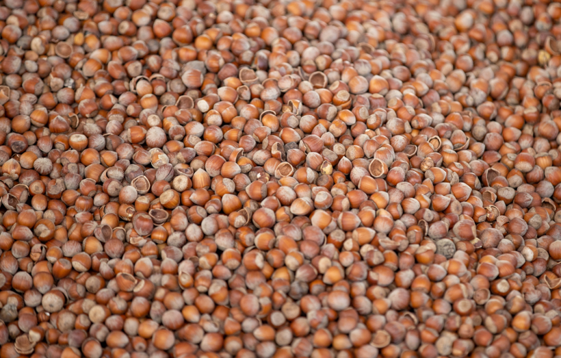 Atıktan stratejik ürüne: Fındık kabuğu ham maddeye dönüştürüldü - Resim: 1