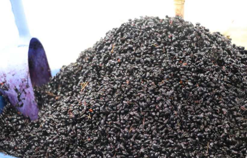 Dağlarda kendiliğinden yetişiyor, kilosu 100 TL'den satılıyor: Yılda sadece bir ay bulunuyor - Resim: 2