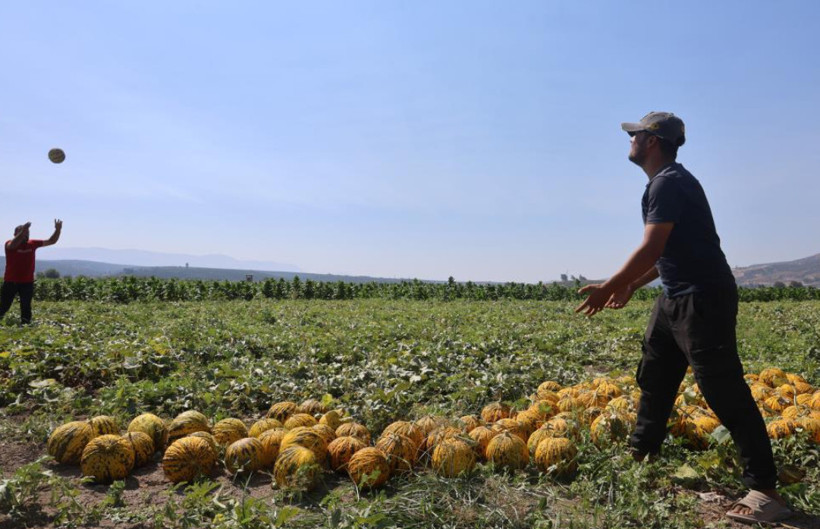 Tarlada 10 TL, manavda 40 TL: Üretici hasattan memnun fiyattan dertli - Resim: 2