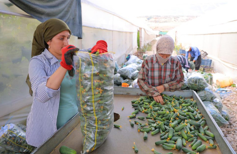 Tarlada 30 lira, markette 60 liraya çıkıyor: Hasadı tek tek yapılıyor - Resim: 6