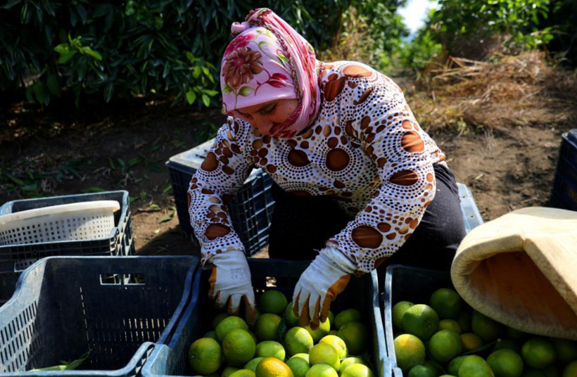 Dalında 8 liraya kadar düştü: Çiftçi beklemeye geçti - Resim: 7