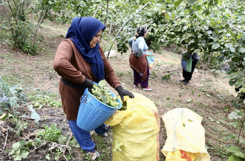 Giresun'da fındık mesaisi başladı: Üreticiler bahçeye indi - Resim: 4