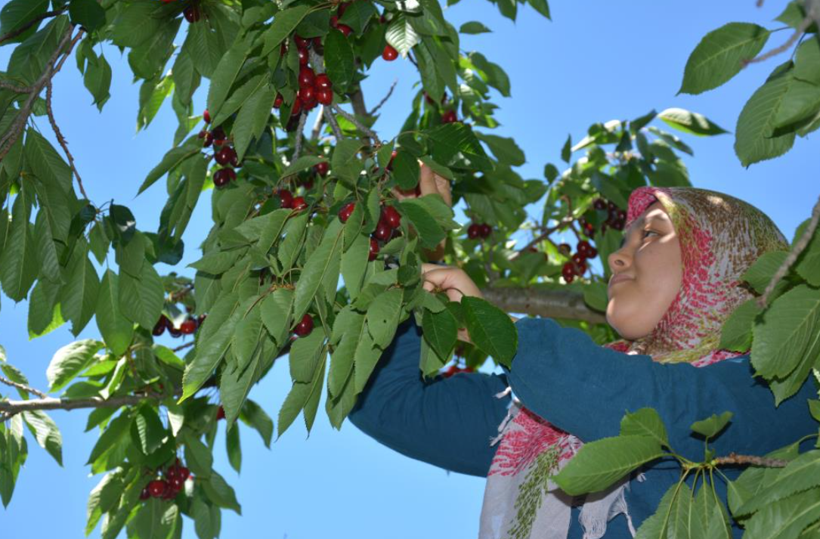 Geçen yıl yoktu, bu yıl dalından taşıyor: Türkiye'nin ünlü meyvesinde tablo değişti - Resim: 5