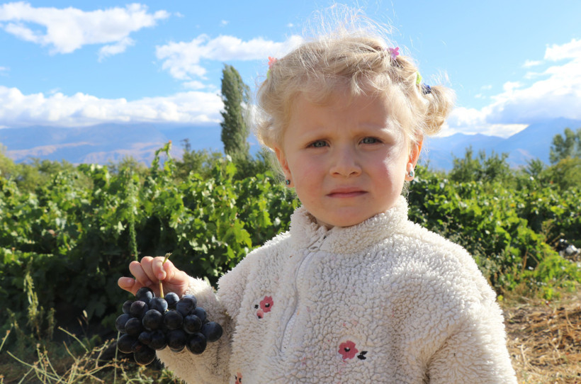 Cimin üzümü: Aroması, kokusu ve az şekerli oluşuyla öne çıkıyor! Cimin üzümünün sağlığa faydaları neler? - Resim : 1