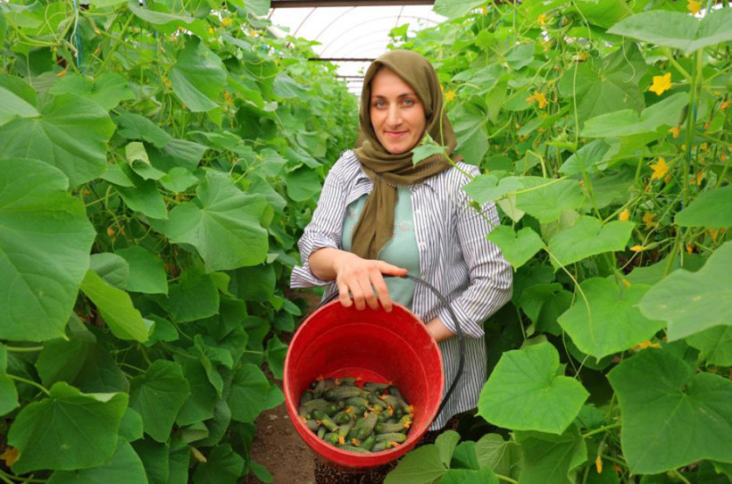 Tarlada 30 lira, markette 60 liraya çıkıyor: Hasadı tek tek yapılıyor - Resim: 2