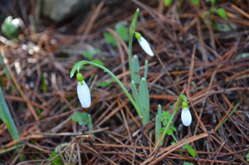 Baharın habercisine dokunmanın bedeli katlandı: Ceza 5 yılda 7 kat arttı - Resim: 7