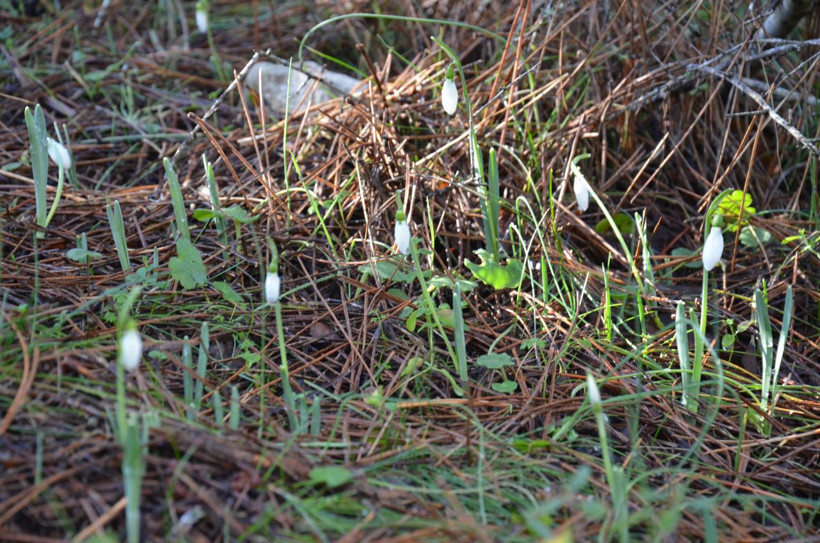 Baharın habercisine dokunmanın bedeli katlandı: Ceza 5 yılda 7 kat arttı - Resim: 3