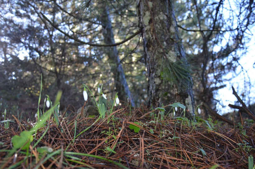 Baharın habercisine dokunmanın bedeli katlandı: Ceza 5 yılda 7 kat arttı - Resim: 6
