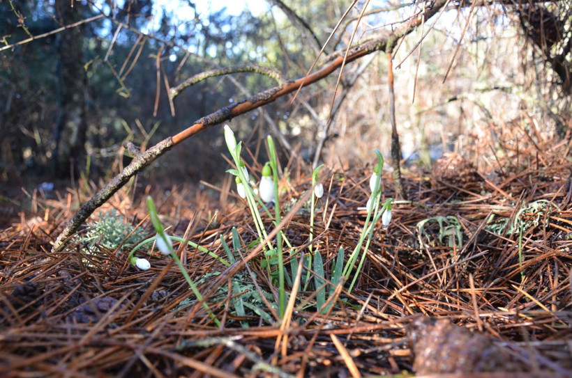 Baharın habercisine dokunmanın bedeli katlandı: Ceza 5 yılda 7 kat arttı - Resim: 1