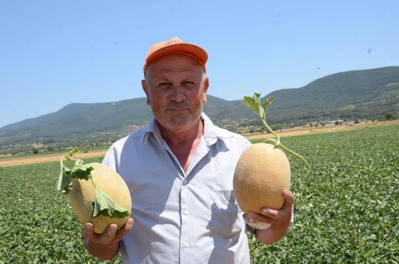 Bilecik'in ünlü kavunu tezgâha çıkıyor: Üretici bu yıl 30-40 TL fiyat bekliyor - Resim: 1