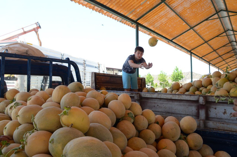 Bilecik'in ünlü kavunu tezgâha çıkıyor: Üretici bu yıl 30-40 TL fiyat bekliyor - Resim: 2