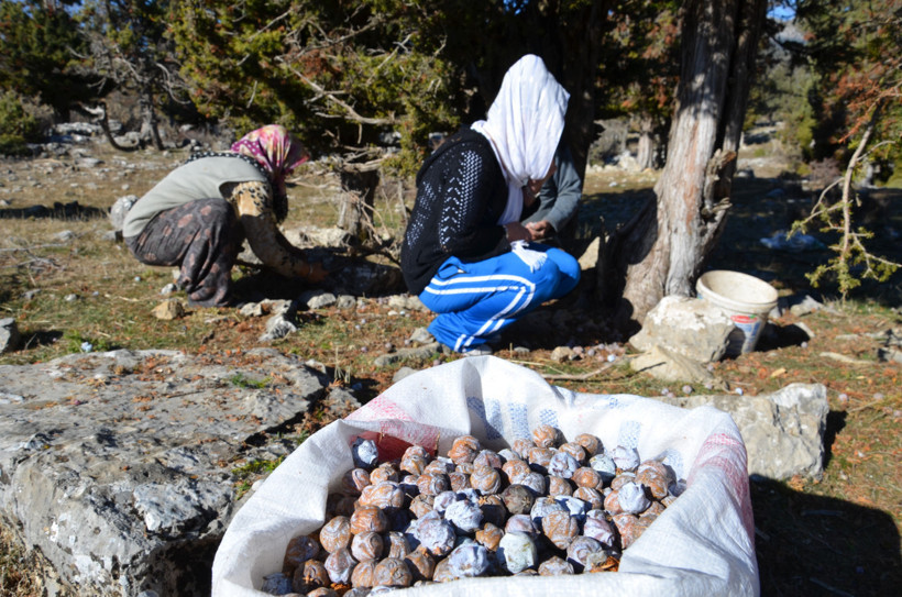 Kozalakları kaynatıp pekmeze dönüştürüyorlar: Kilosu 500 lira 2 Kozalakları kaynatıp pekmeze dönüştürüyorlar: Kilosu 500 lira - Resim: 2