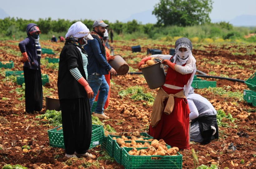 Adana’da patates hasadı başladı: Verim düştü, fiyatlar belirsiz - Resim: 5