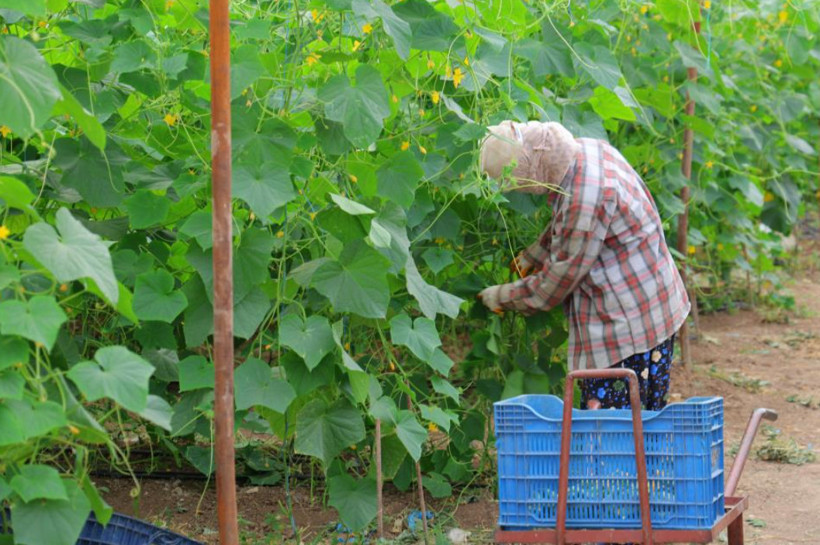 Tarlada 30 lira, markette 60 liraya çıkıyor: Hasadı tek tek yapılıyor - Resim: 4