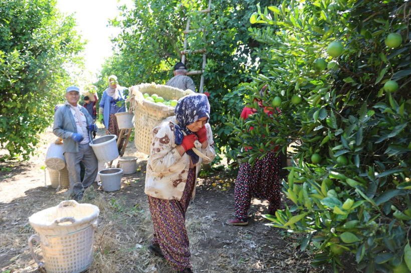 Bu limon geçen yıl 1 liraydı, bu yıl 20 liradan gidiyor! Fiyatlar daha da artacak... - Resim: 2