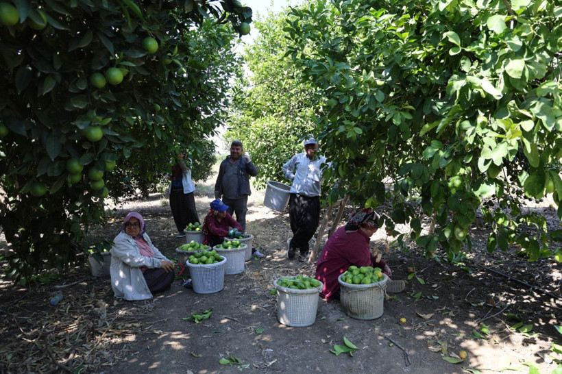Bu limon geçen yıl 1 liraydı, bu yıl 20 liradan gidiyor! Fiyatlar daha da artacak... - Resim: 3