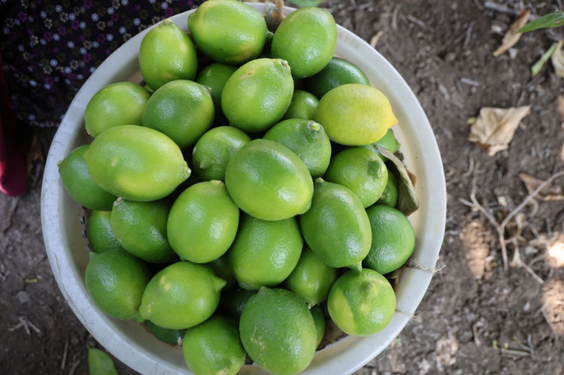Bu limon geçen yıl 1 liraydı, bu yıl 20 liradan gidiyor! Fiyatlar daha da artacak... - Resim: 4