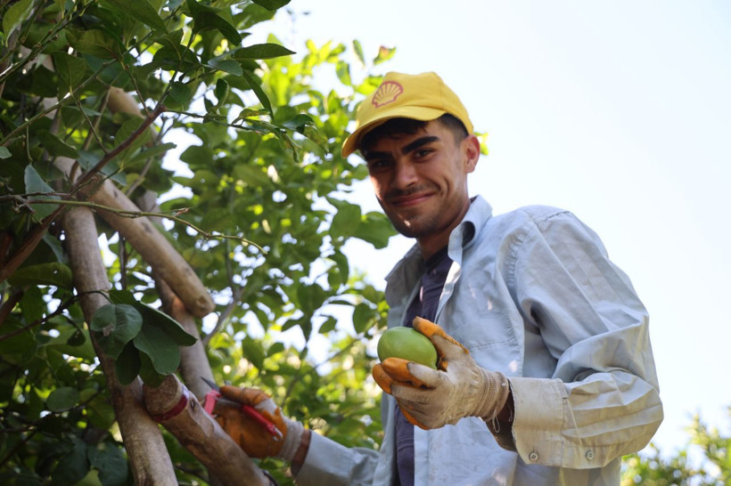 Bu limon geçen yıl 1 liraydı, bu yıl 20 liradan gidiyor! Fiyatlar daha da artacak... - Resim: 5