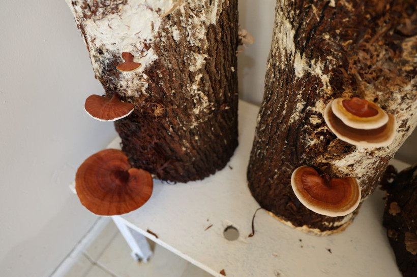 Cezaevinde yetiştirdiler, kilosu 15 bin TL'den satılıyor - Resim: 2