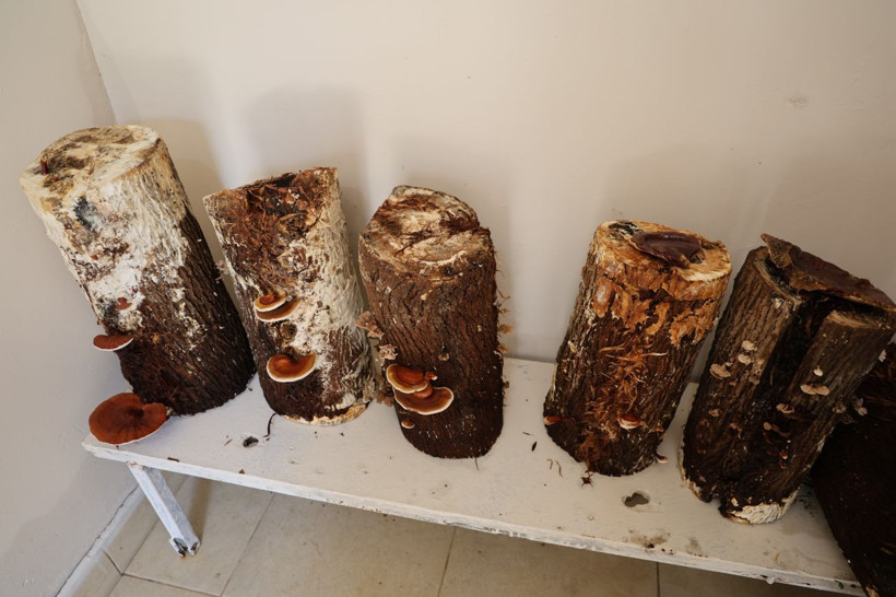 Cezaevinde yetiştirdiler, kilosu 15 bin TL'den satılıyor - Resim: 3