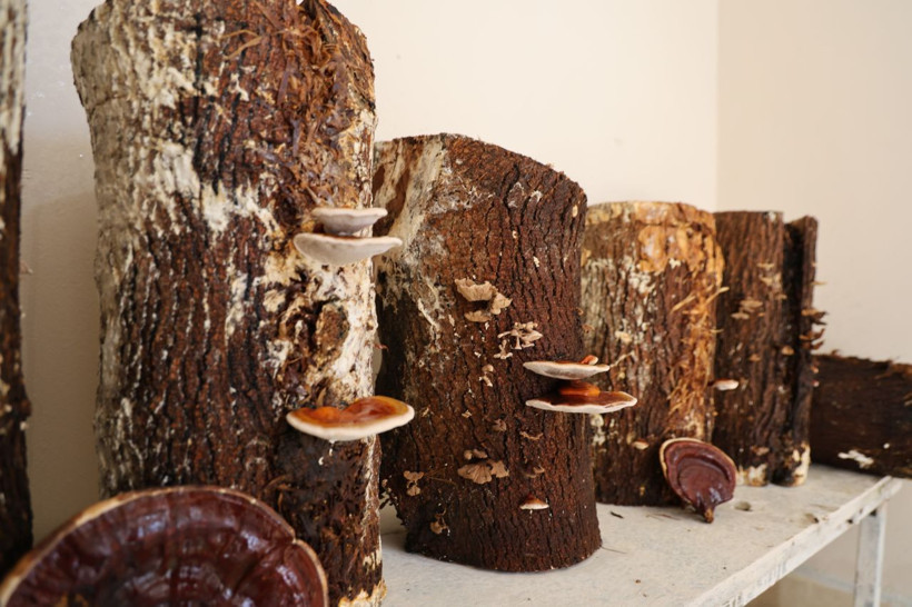 Cezaevinde yetiştirdiler, kilosu 15 bin TL'den satılıyor - Resim: 4