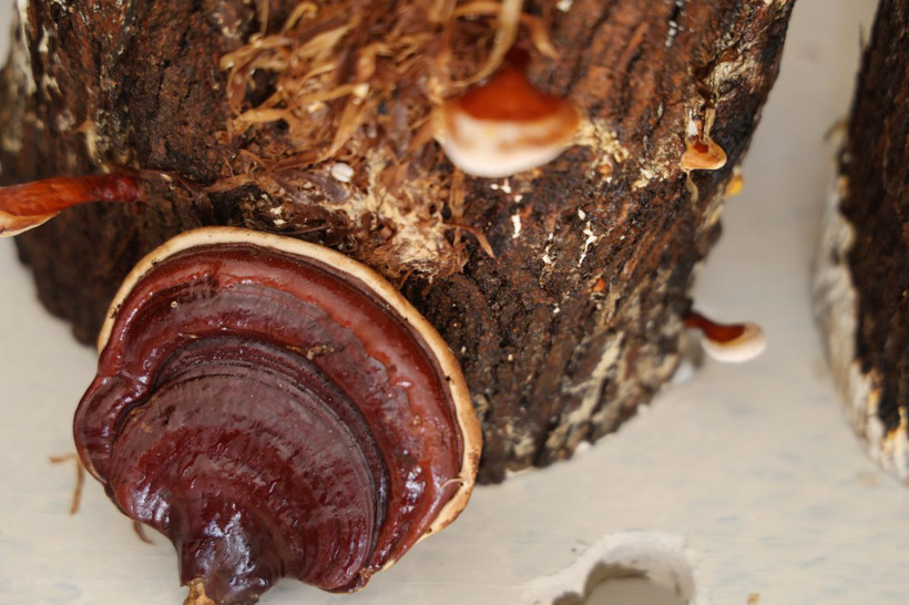 Cezaevinde yetiştirdiler, kilosu 15 bin TL'den satılıyor - Resim: 5