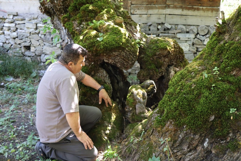 300 sanılıyordu, 620 yaşında çıktı! 6 asırdır bereket dağıtıyor - Resim: 6
