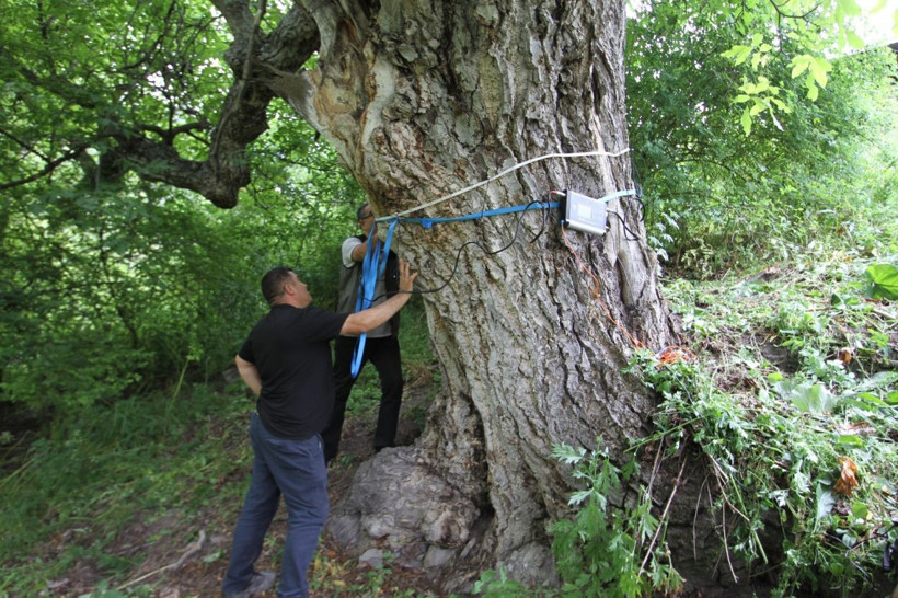 300 sanılıyordu, 620 yaşında çıktı! 6 asırdır bereket dağıtıyor - Resim: 5