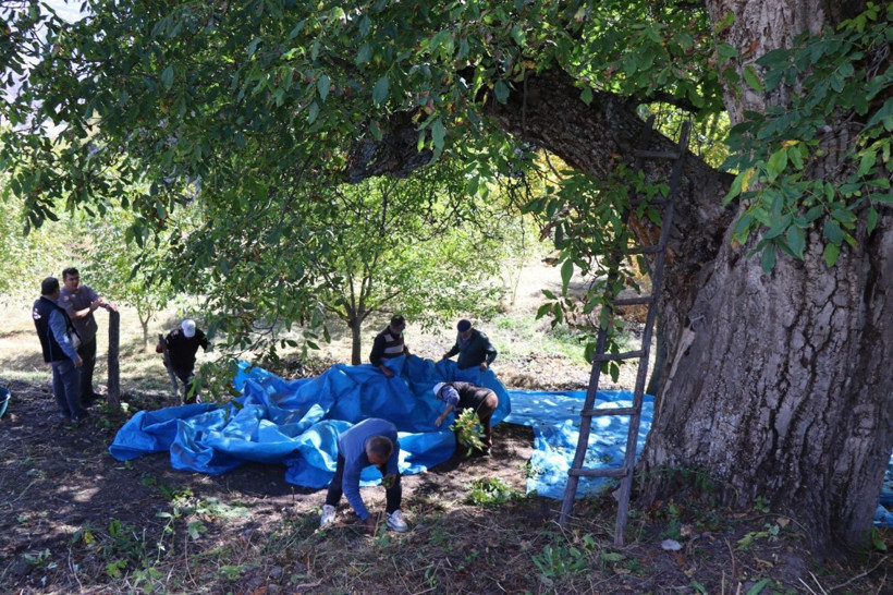 300 sanılıyordu, 620 yaşında çıktı! 6 asırdır bereket dağıtıyor - Resim: 7