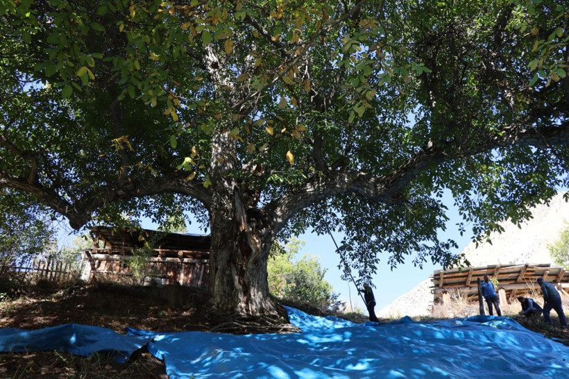 300 sanılıyordu, 620 yaşında çıktı! 6 asırdır bereket dağıtıyor - Resim: 8