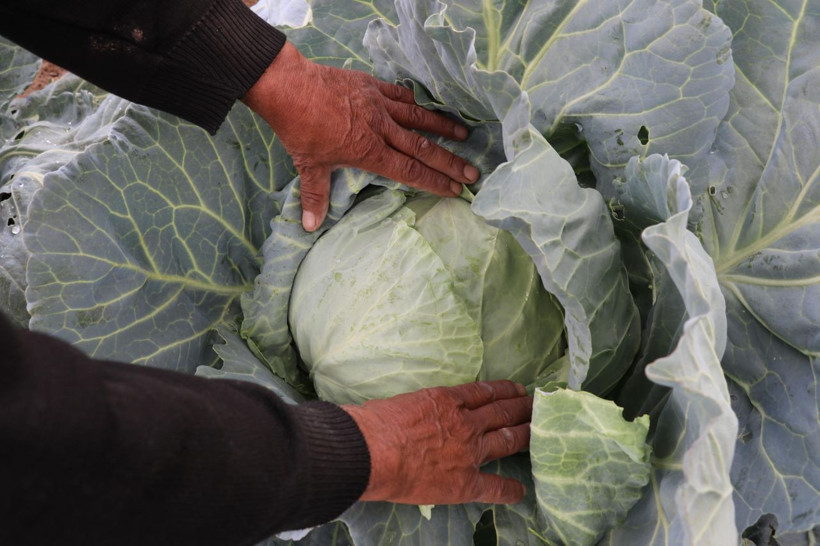 Lahanayı 'hastalık' vurdu - Resim: 7