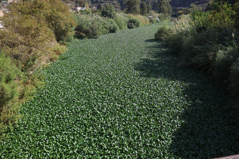 İstila ettiler! Boyu 1 metreyi buluyor - Resim: 2