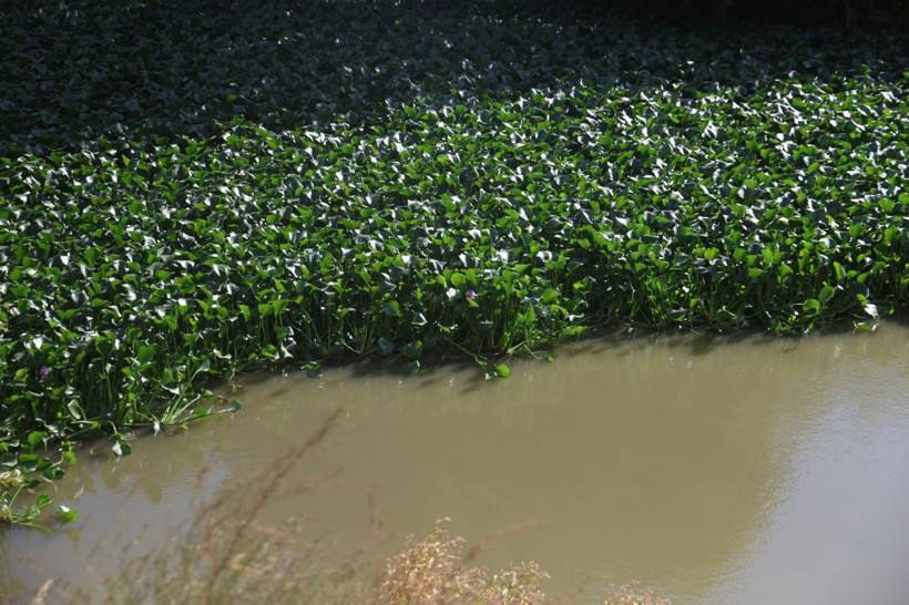 İstila ettiler! Boyu 1 metreyi buluyor - Resim: 3