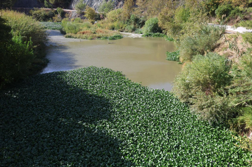 İstila ettiler! Boyu 1 metreyi buluyor - Resim: 6