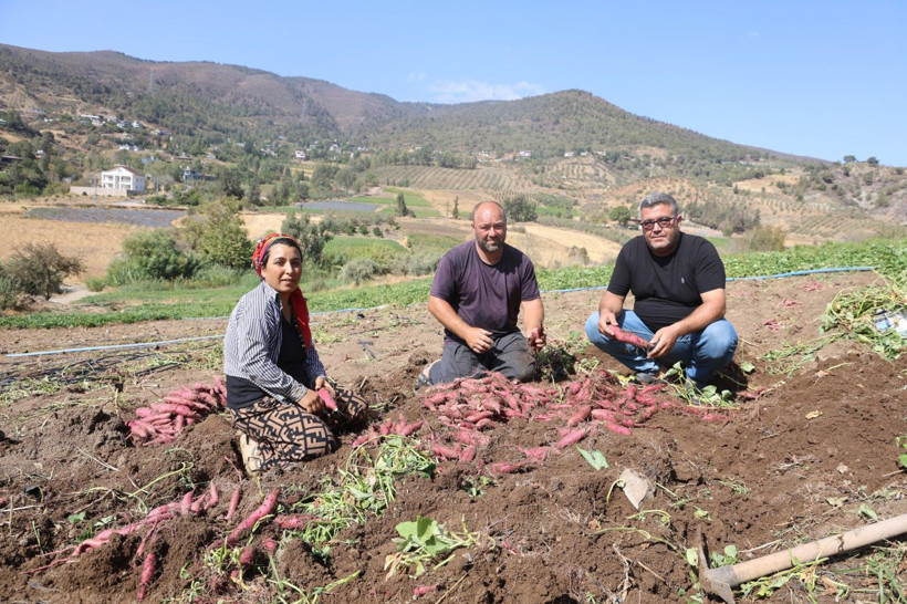 Hasat başladı, tarladan 35 TL'ye çıkıyor - Resim: 1