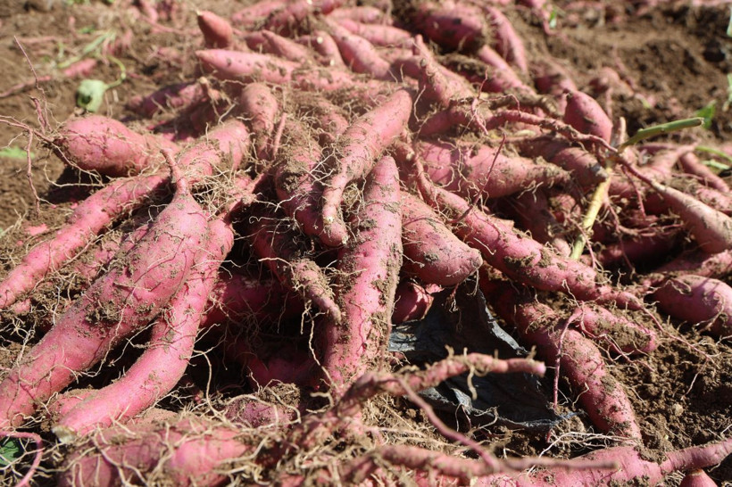 Hasat başladı, tarladan 35 TL'ye çıkıyor - Resim: 2