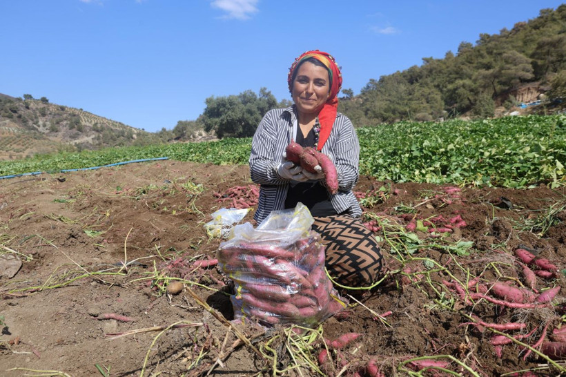 Hasat başladı, tarladan 35 TL'ye çıkıyor - Resim: 4