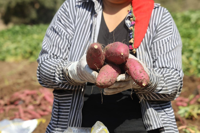 Hasat başladı, tarladan 35 TL'ye çıkıyor - Resim: 5