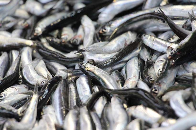 Hamside tehlike çanları! Yarı yarıya düştü - Resim: 2