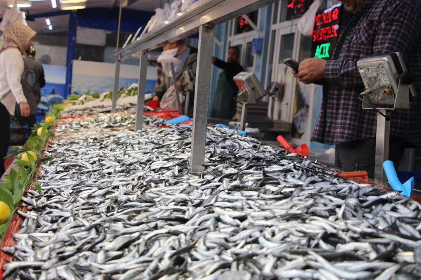 Hamside tehlike çanları! Yarı yarıya düştü - Resim: 3