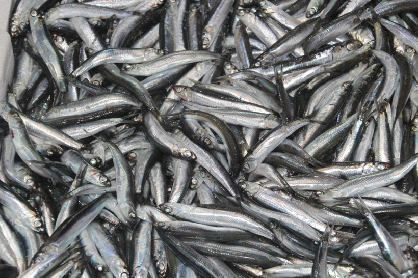 Hamside tehlike çanları! Yarı yarıya düştü - Resim: 9