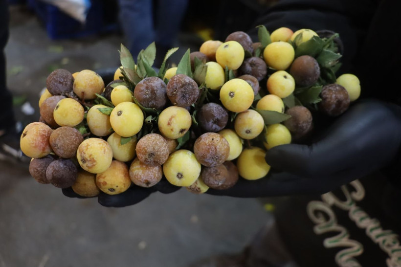 İki yılda bir yetişiyor, çürüyünce tüketiliyor - Resim: 3