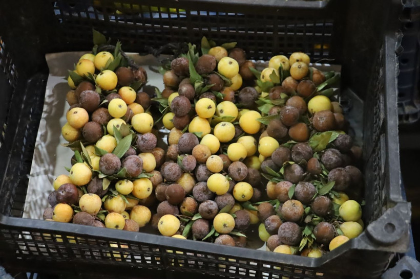 İki yılda bir yetişiyor, çürüyünce tüketiliyor - Resim: 6