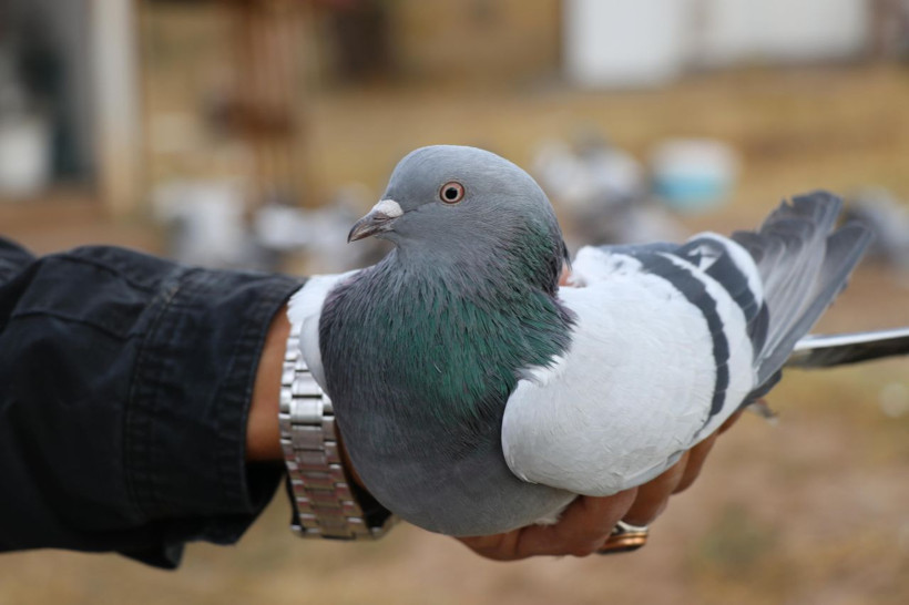 20 yıl yaşıyor, yurt dışına 500 bin TL'ye satıyorlar - Resim: 2