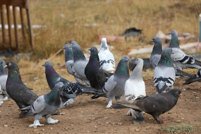 20 yıl yaşıyor, yurt dışına 500 bin TL'ye satıyorlar - Resim: 4