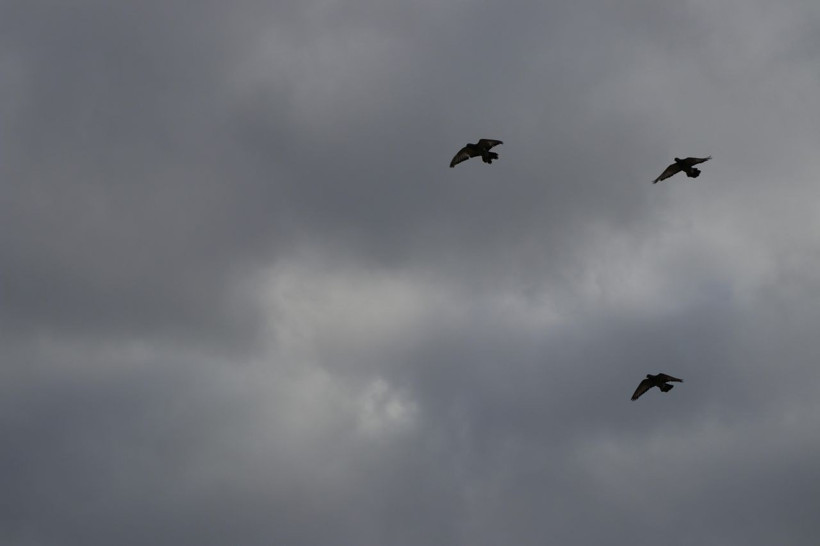 20 yıl yaşıyor, yurt dışına 500 bin TL'ye satıyorlar - Resim: 8