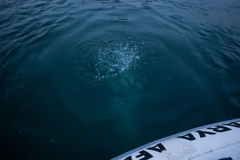 Sapanca Gölü'nde görülen kabarcıklar sosyal medyada endişe yarattı! Deprem habercisi mi? - Resim: 10