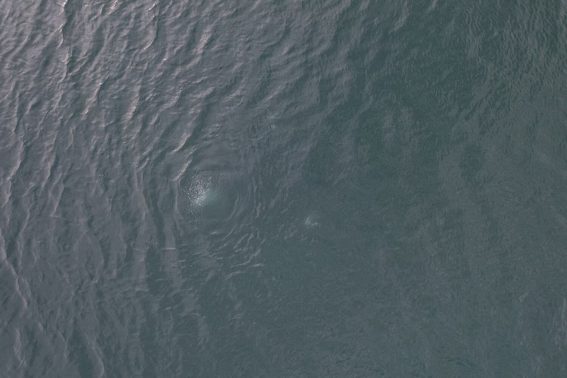 Sapanca Gölü'nde görülen kabarcıklar sosyal medyada endişe yarattı! Deprem habercisi mi? - Resim: 13